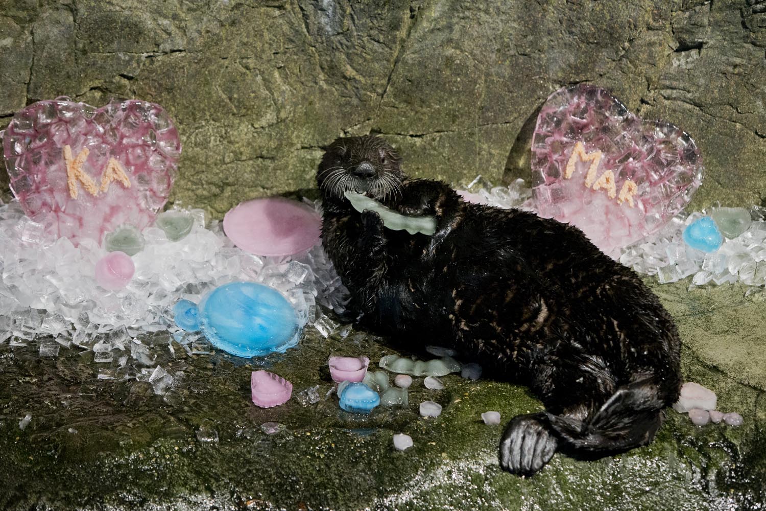 Shedd Aquarium's Otters Celebrate Valentine's Day with Icy Treats and More 4