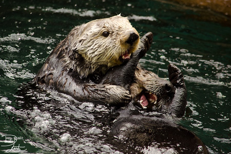 Tickle Torture, Otter-Style
