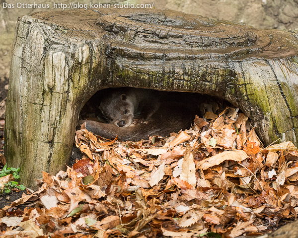 Otter Has Found a Cozy Spot to Curl Up In 1