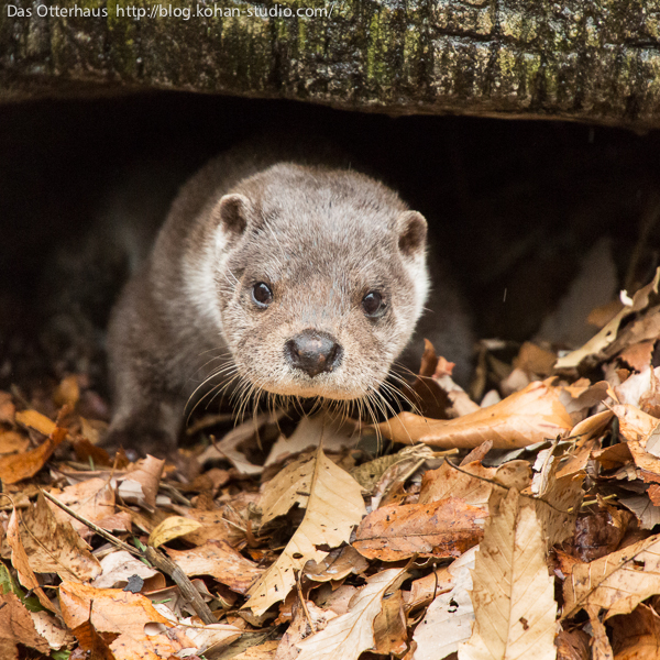 Otter Has Found a Cozy Spot to Curl Up In 2
