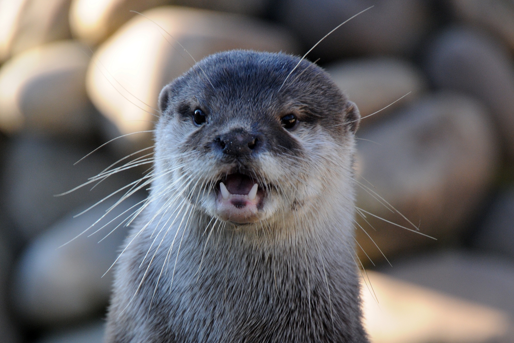 Otter Looks Like He Can't Believe What He's Seeing