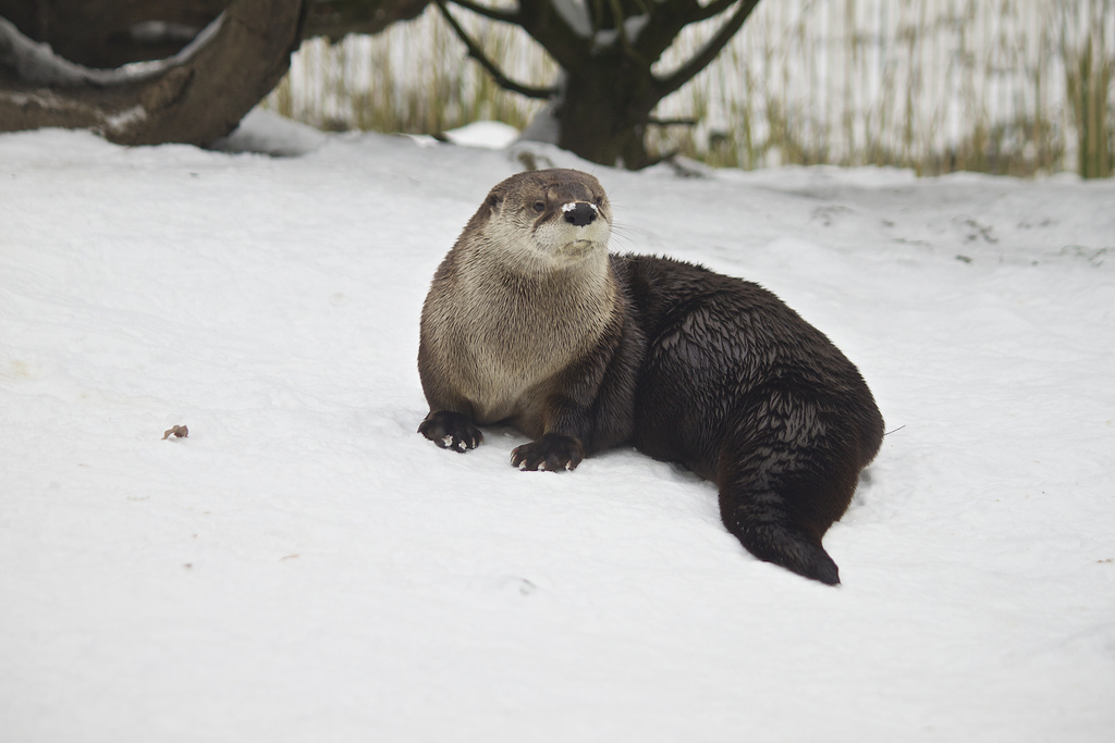 Otter Looks Dignified Even with Snow on Her Nose