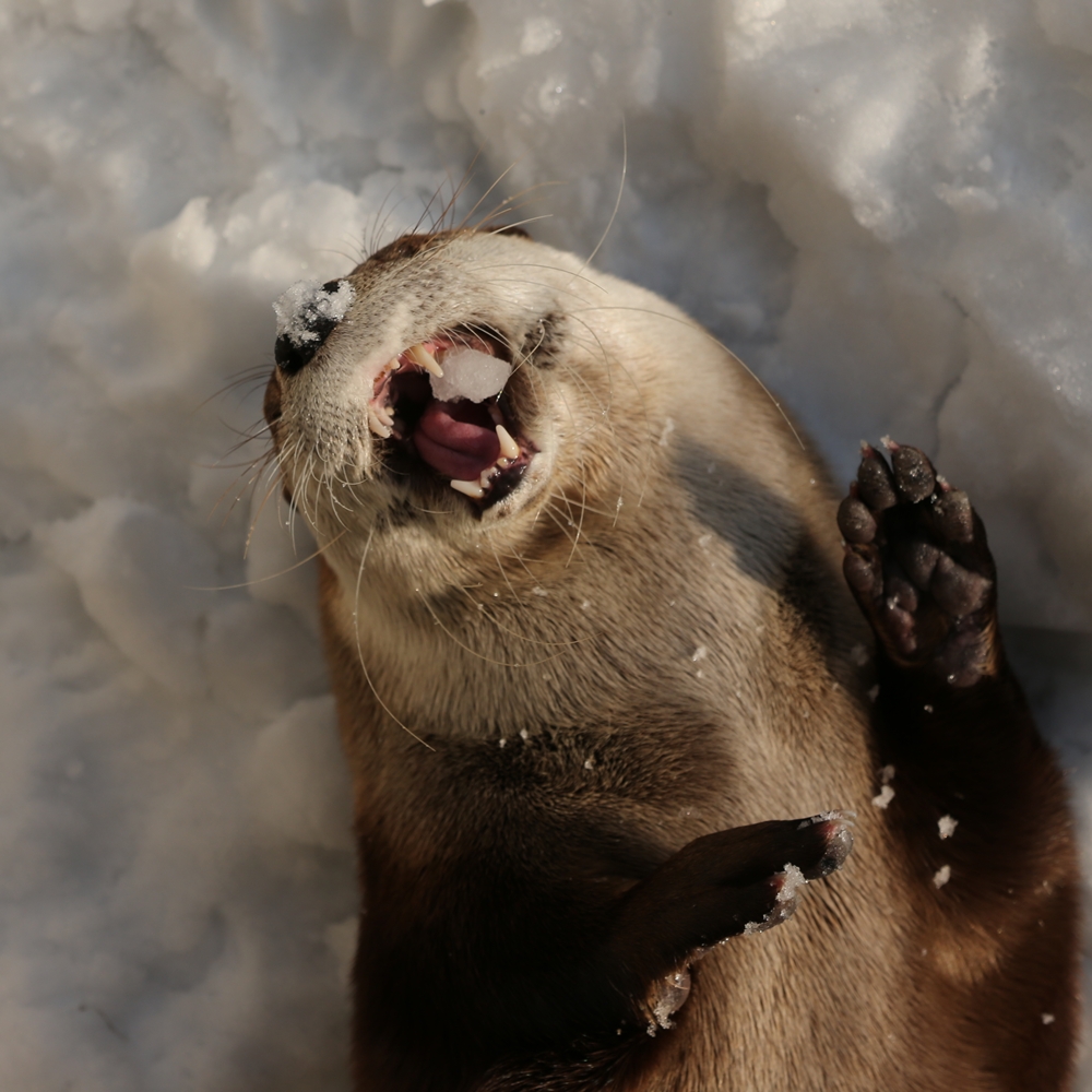 Otter Loves Munching on Snow and Ice