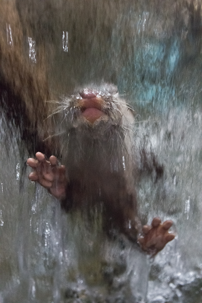 Otter Leans into the Waterfall on the Window 1