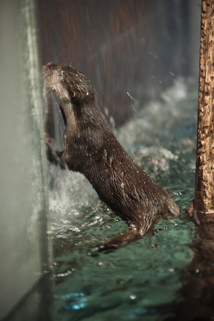 Otter Leans into the Waterfall on the Window 2