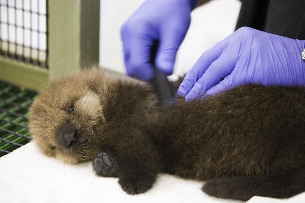 Sea Otter Pup Gets Her Fur Done