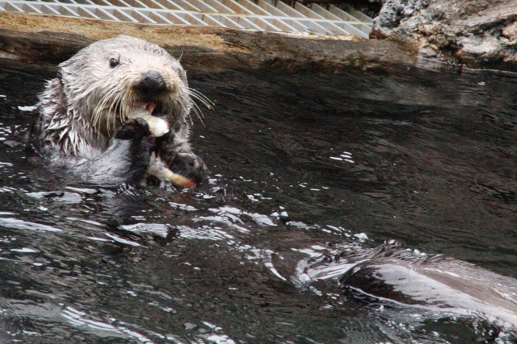 Sea Otter Happily Noms a Snack