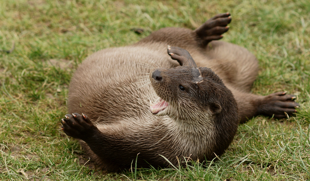 Otter Has a Happy Roll in the Grass