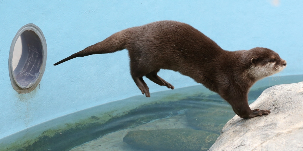 Otter Knows How to Make an Entrance 3