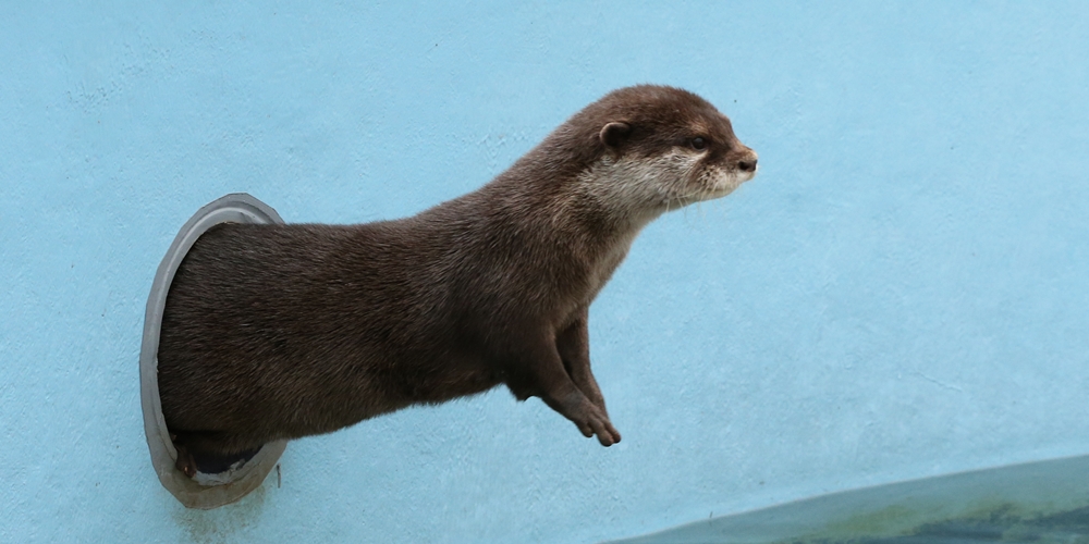 Otter Knows How to Make an Entrance 1