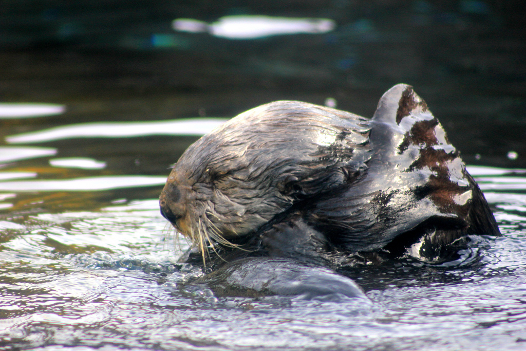 Sea Otter Curls Up to Clean Her Flippers