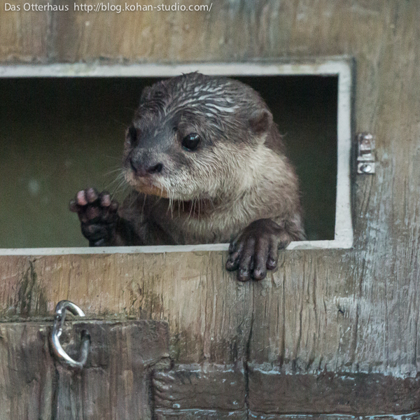 Otter Would Like a Friend to Share Her Fort With