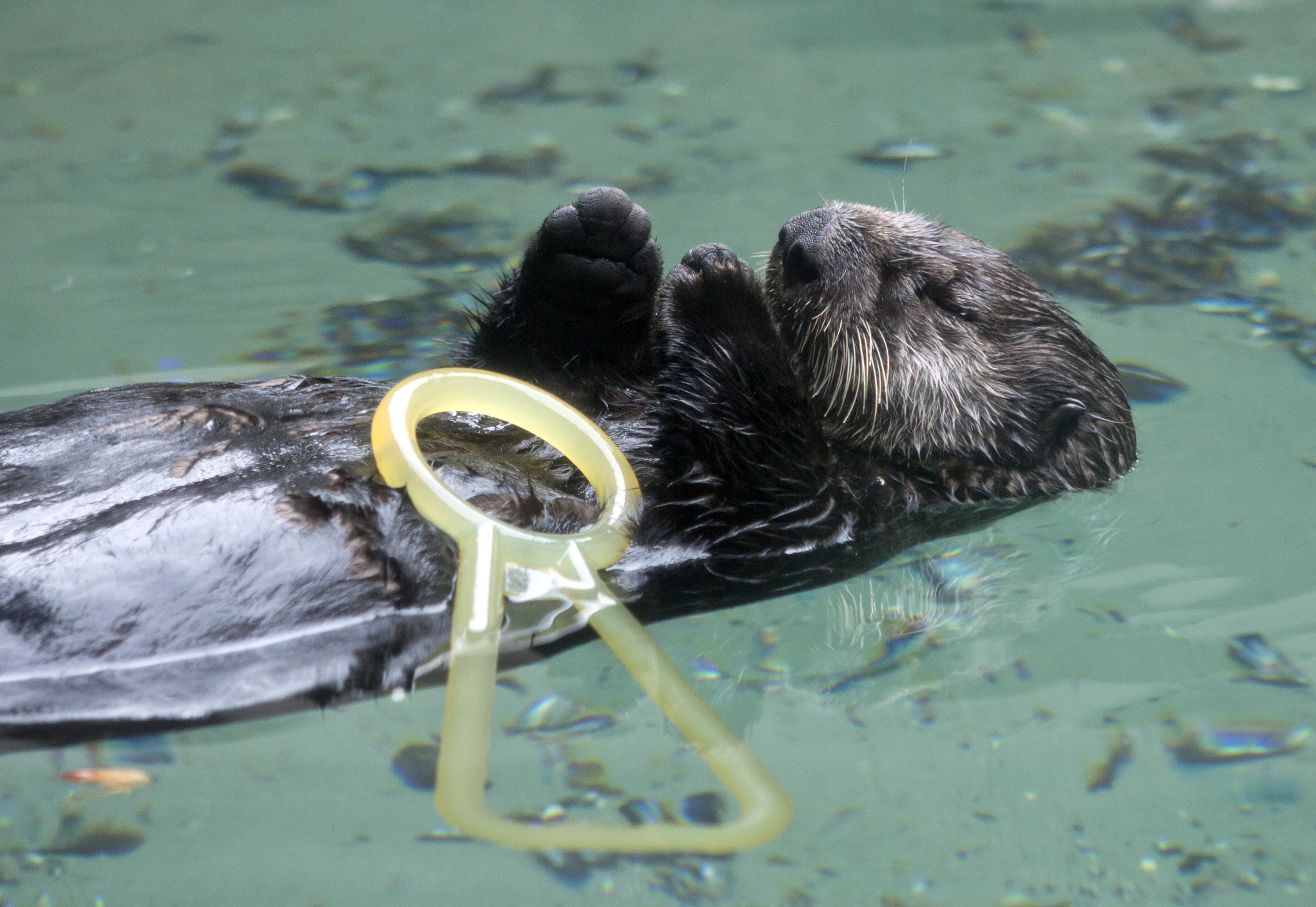 Little Sea Otter Sekiu Falls Asleep and Drops Her Toy