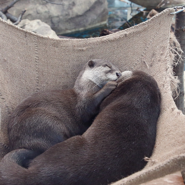 Otters Have a Sweet, Cuddly Nap