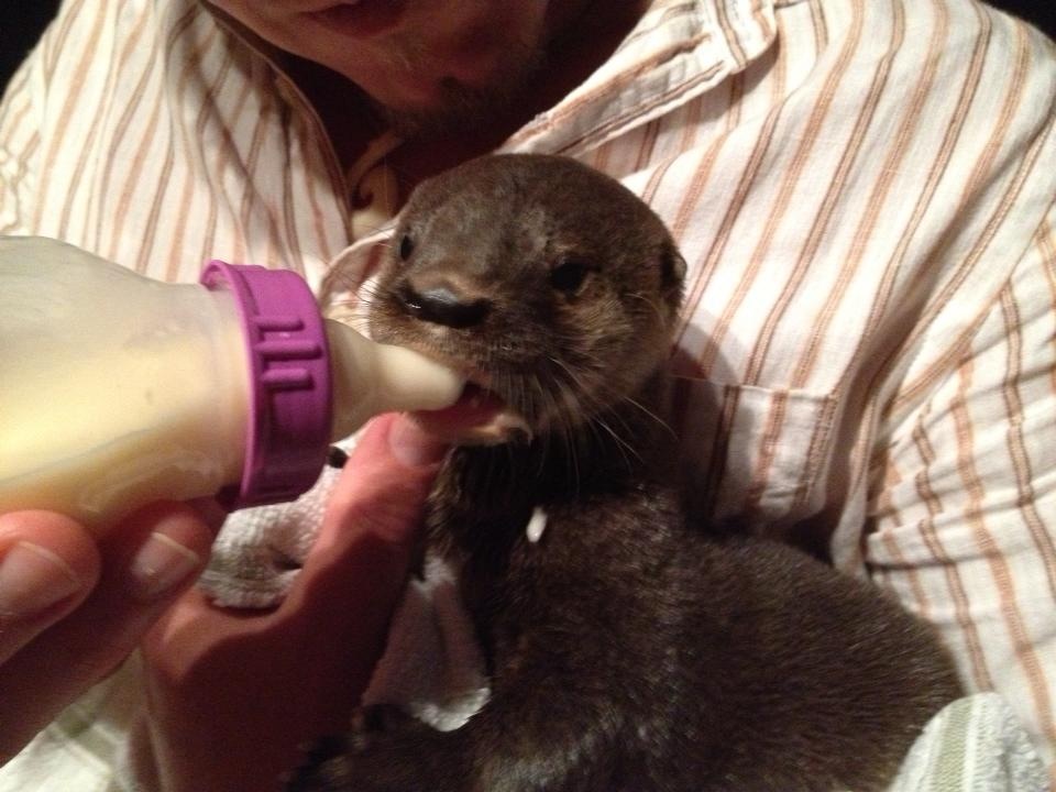 Rescued Baby River Otter Nino from Costa Rica 2