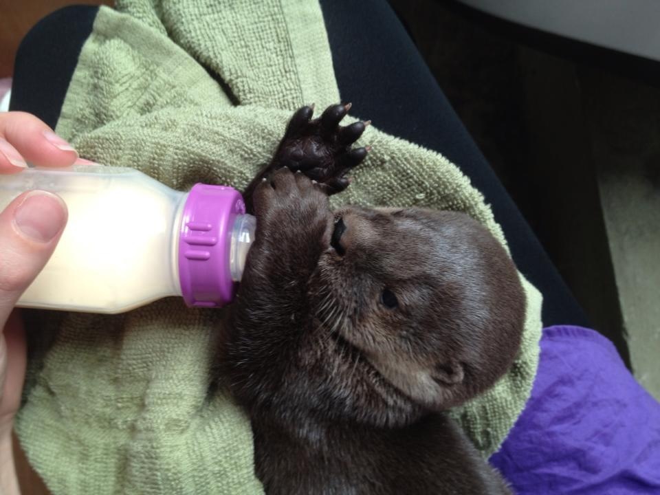 Rescued Baby River Otter Nino from Costa Rica 3