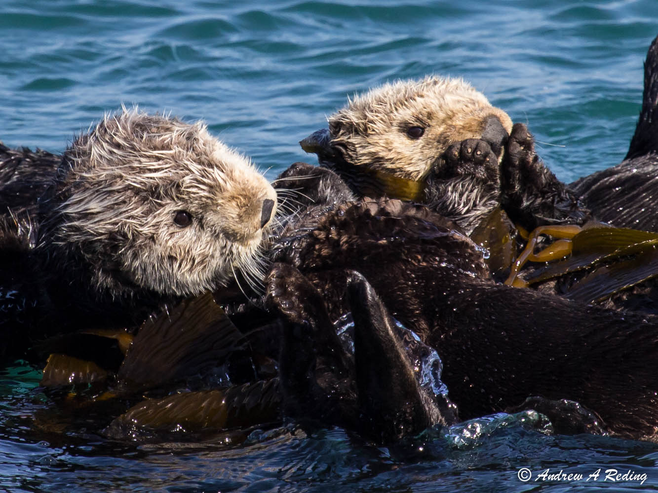 Sea Otters Have Never Looked Cuddlier