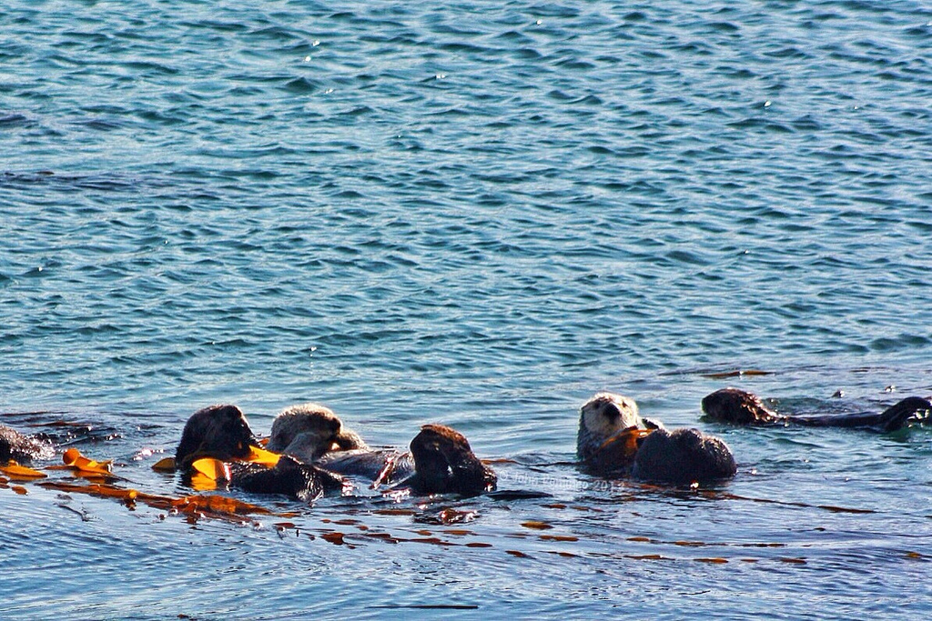 Only One Sea Otter Seems to Notice the Photographer