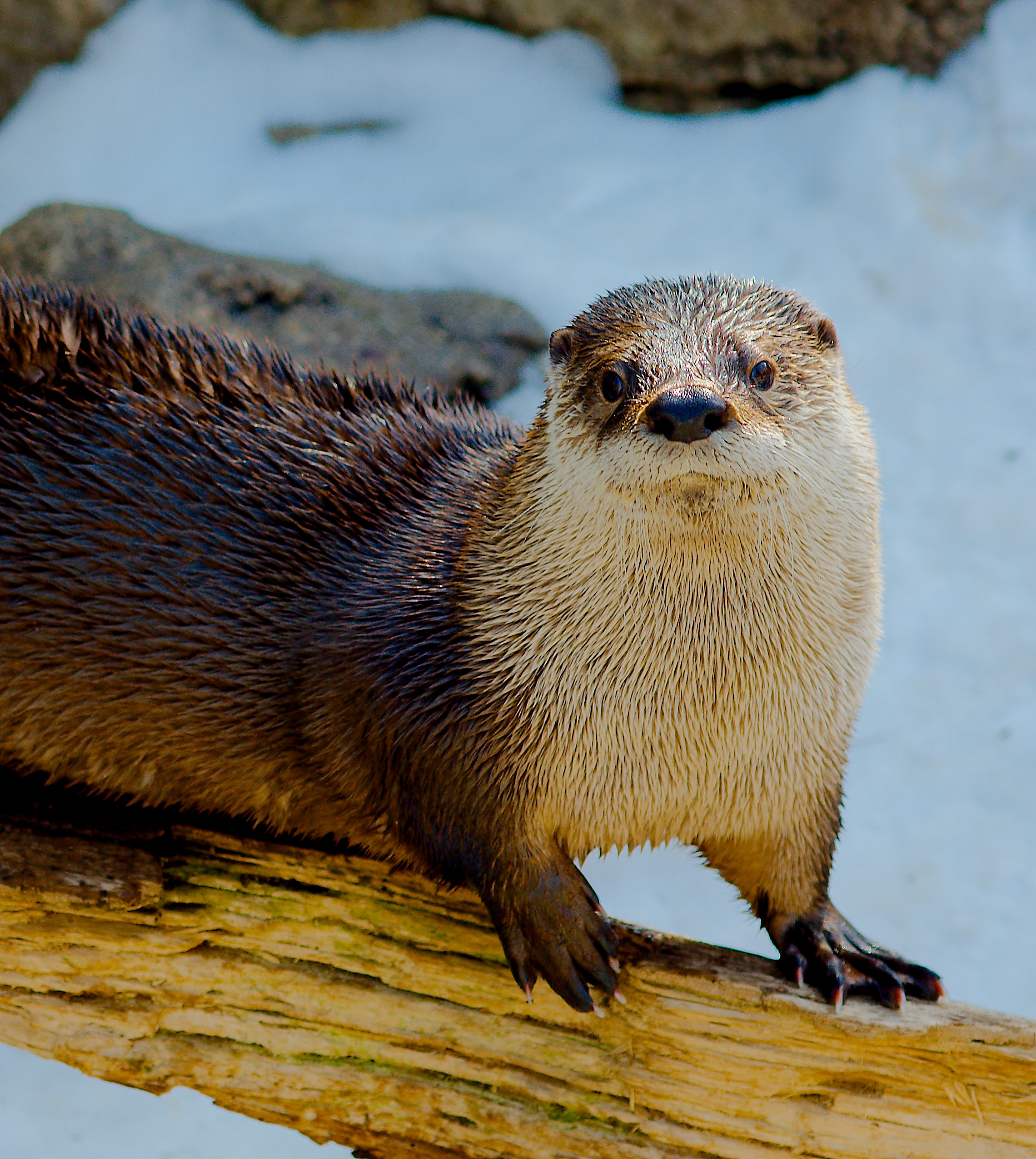 Otter Poses for Her Portrait While Balancing on a Log