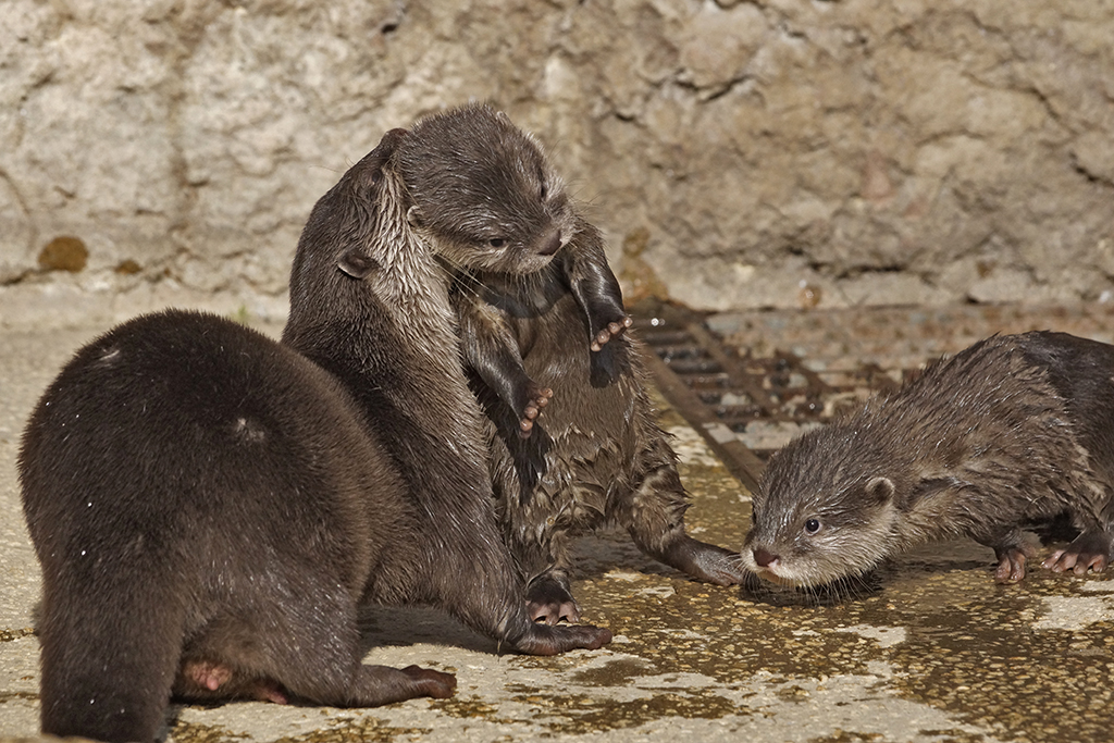 Mama Otter Picks Up Her Pup from Playtime