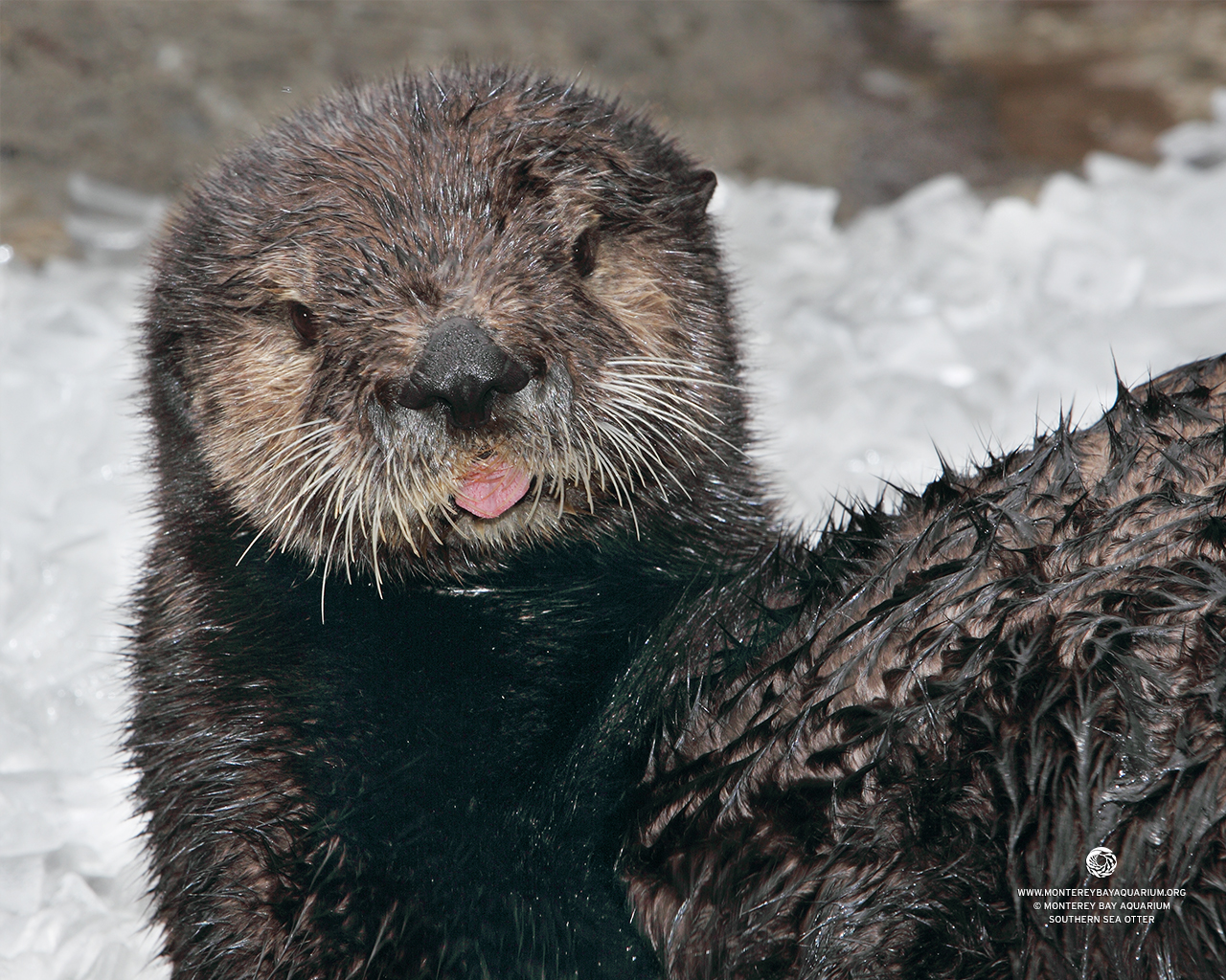 Cheeky Sea Otter Pup Sticks Her Tongue Out for a Photo