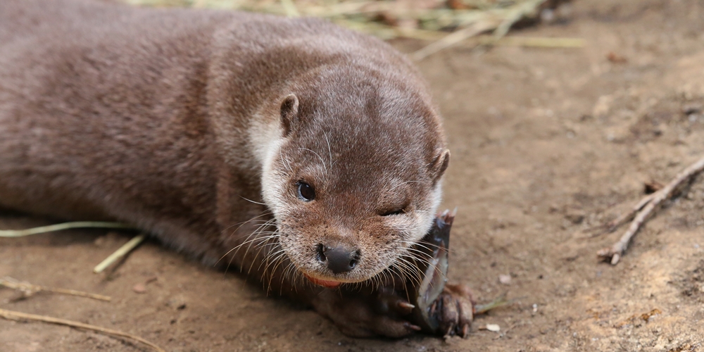 Otter Winks at the Camera