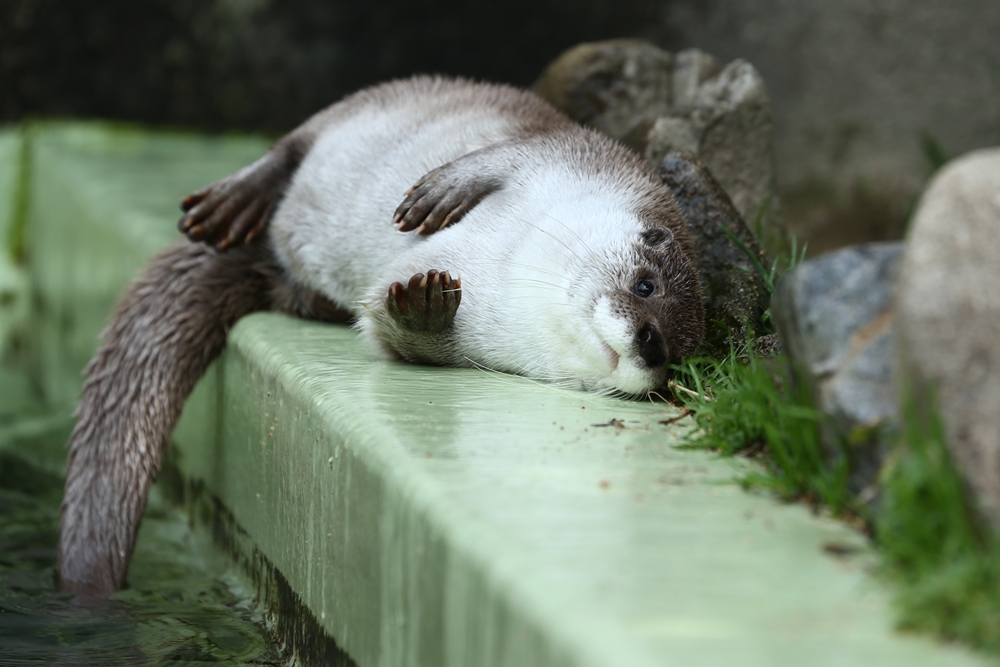 Otter Relaxes on the Pool's Edge