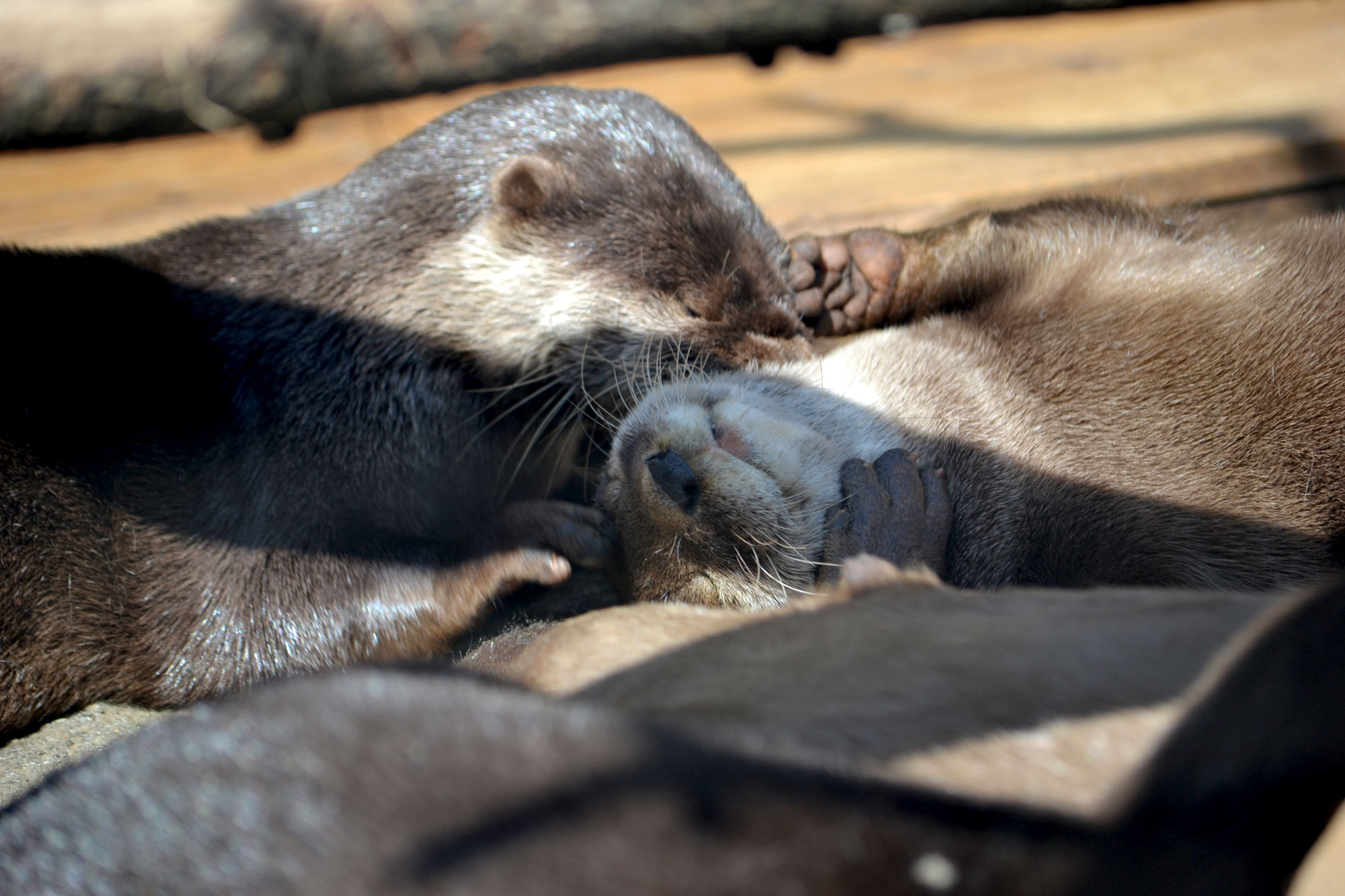 Otter Sweetly Nuzzles Her Friend
