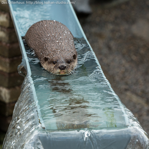 Otter Slides Down a Water Slide