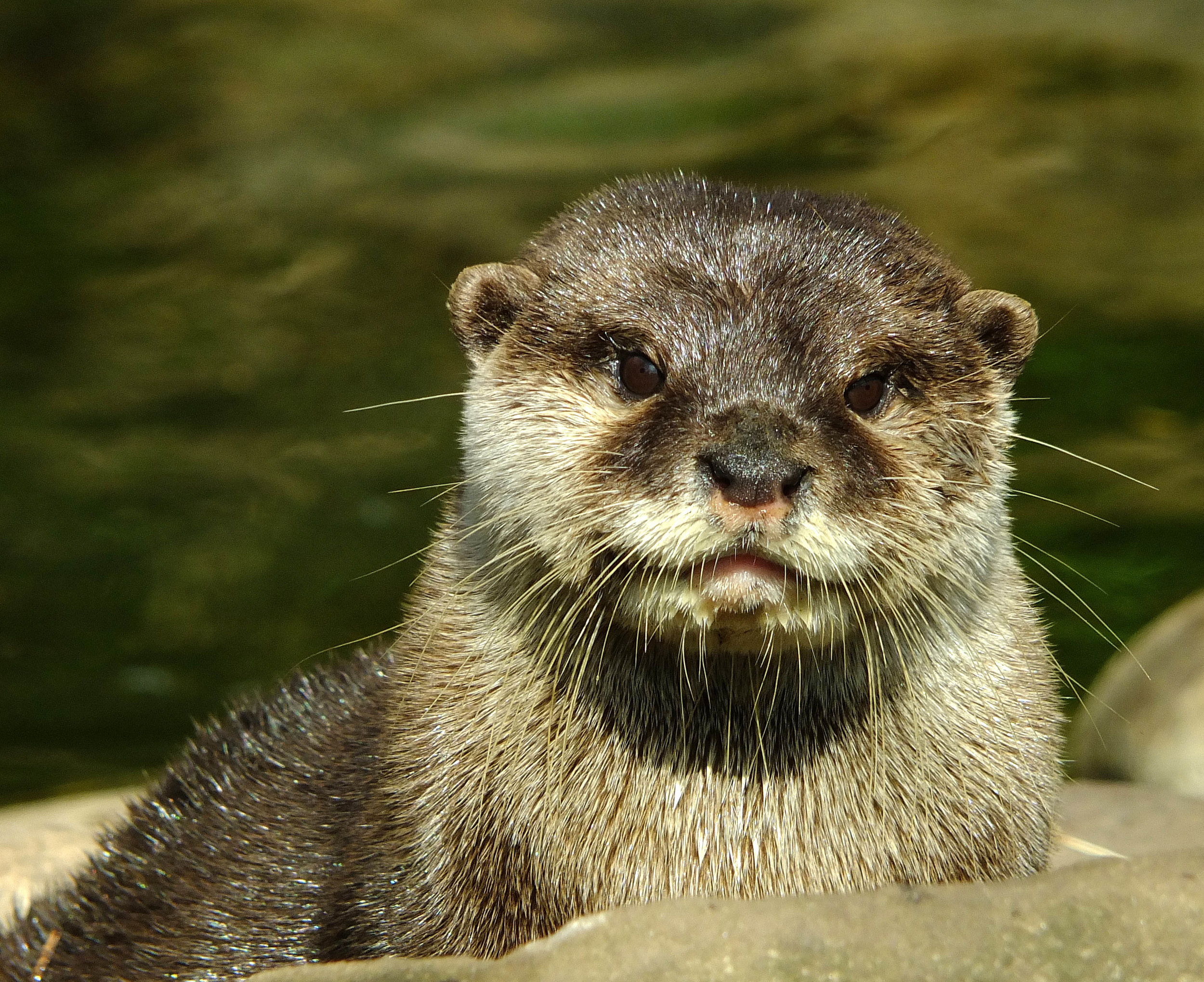 Another Cute Otter Portrait