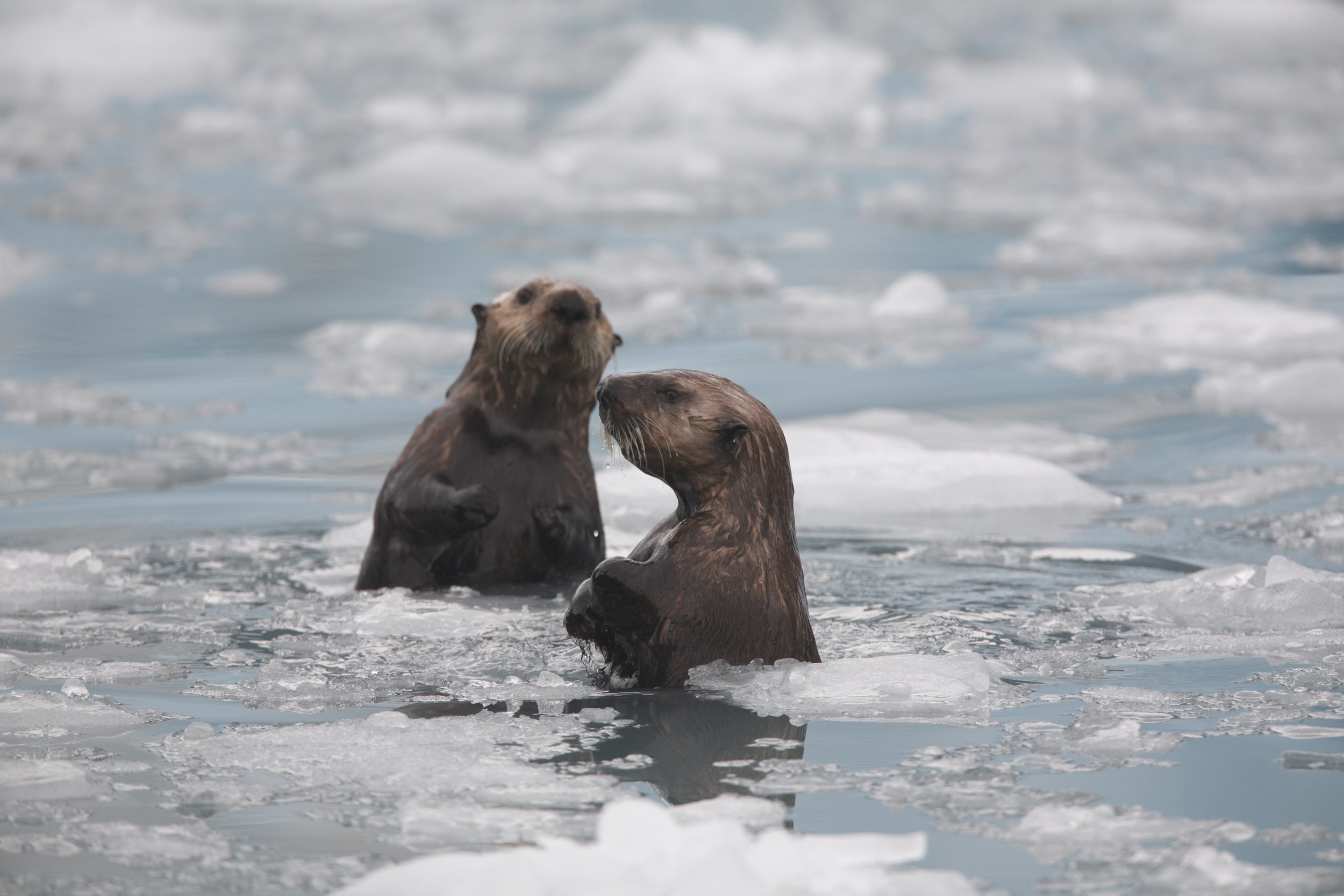 Sea Otters Bob Up and Down in the Icy Water