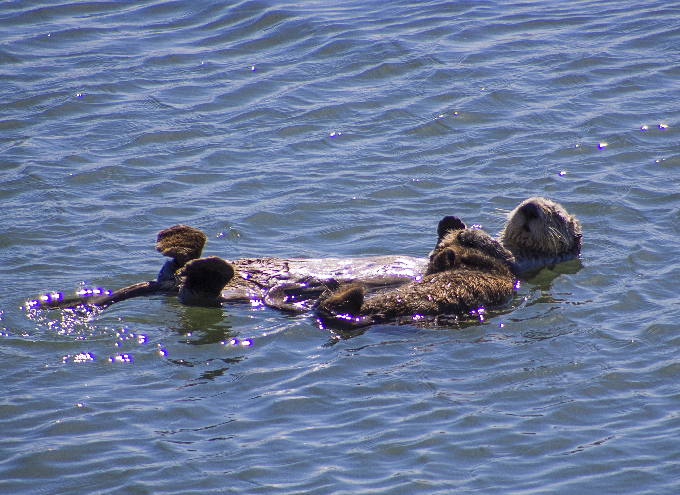 Sea Otter Mum and Pup Float Together Peacefully