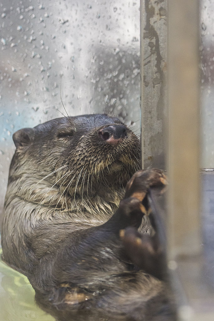 Sleepy Otter Hangs onto the Windowsill So He Doesn't Float Away While He Snoozes
