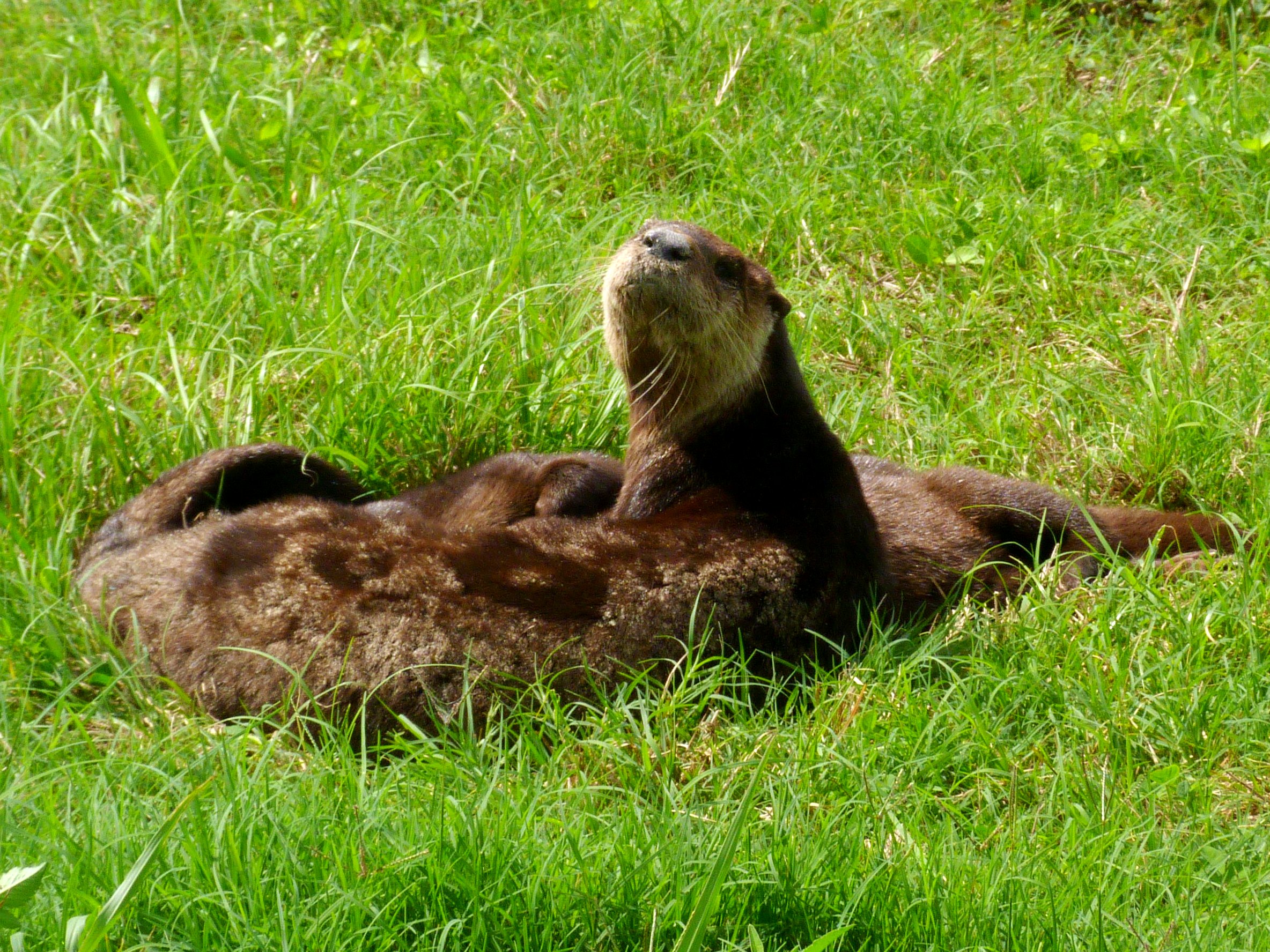 Sharp-Eared Mother Otter Hears the Photographer's Shutter Close
