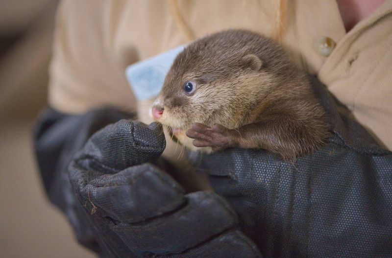 Otter Pup Gets a Boop on the Nose from Human's Glove