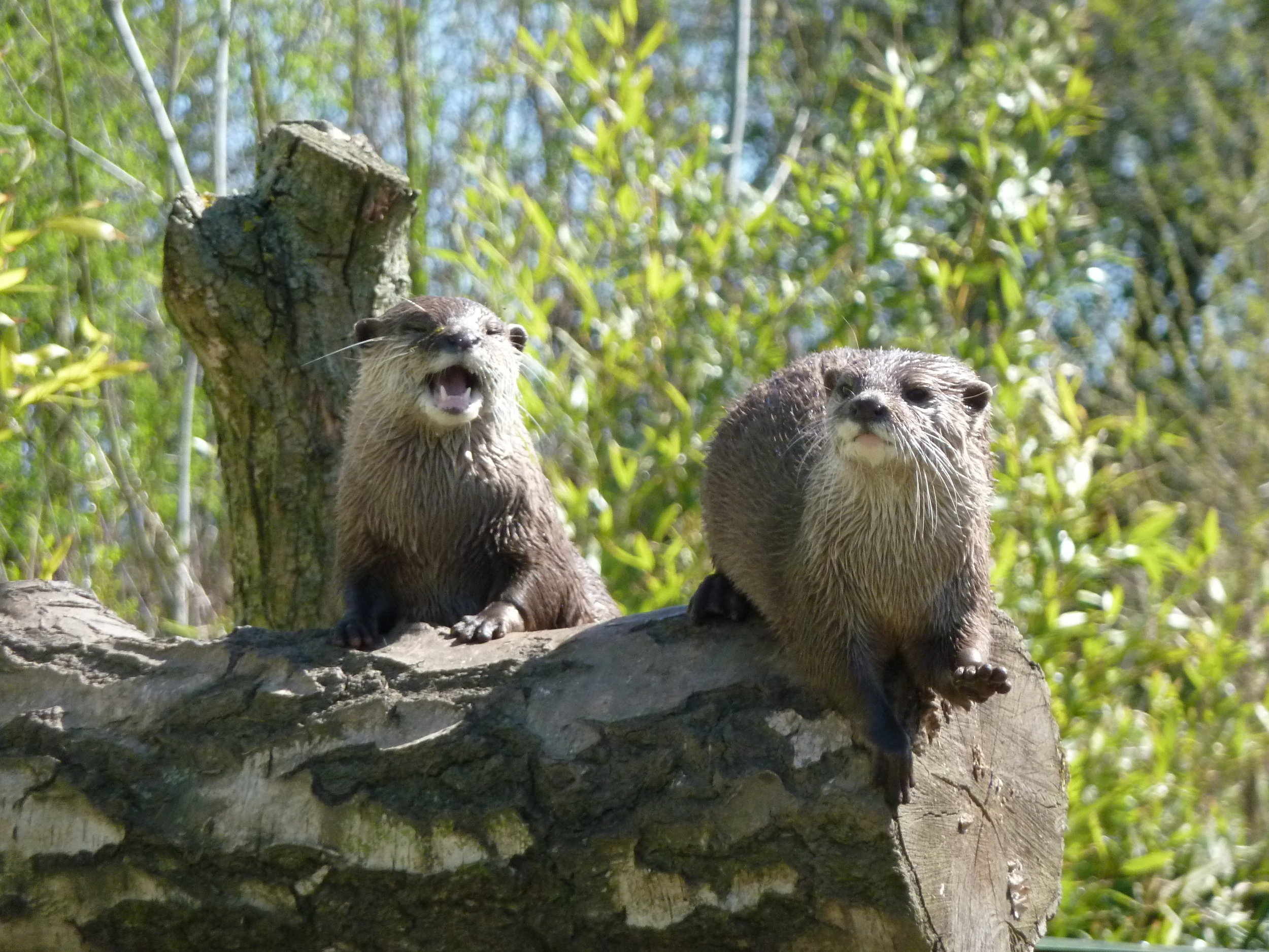 One Otter Sings While the Other Plays the Log Bongo
