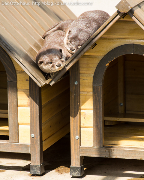 Otters Can Make Sleeping on Slanted Roofs Look Comfortable