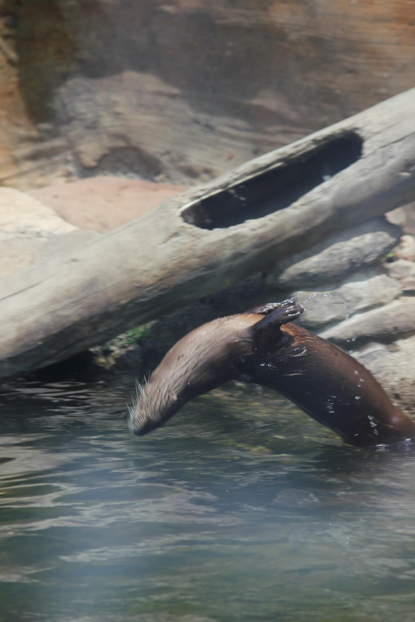 Otters Doing Backflips - Roundup with Photo and Video