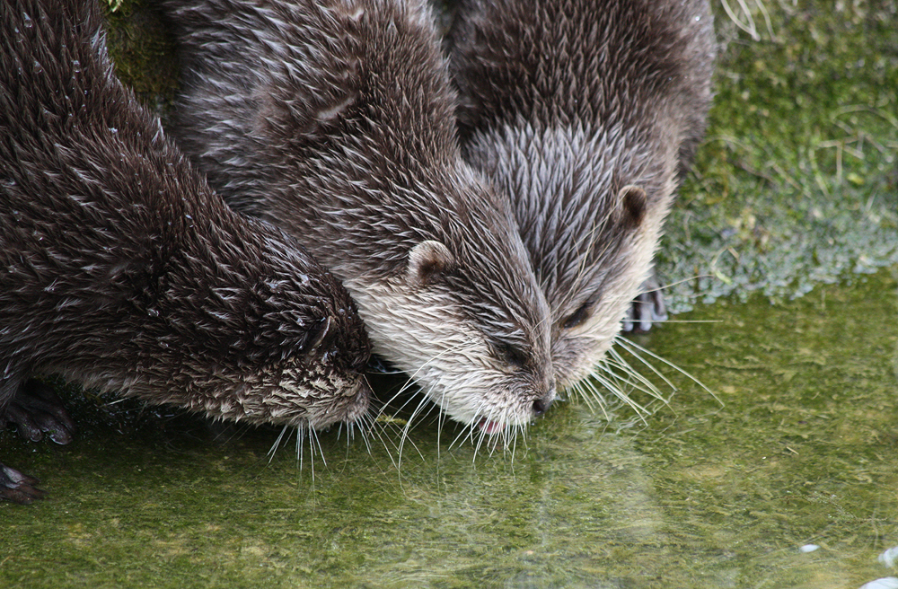 Three Otters Want Water from the Same Spot