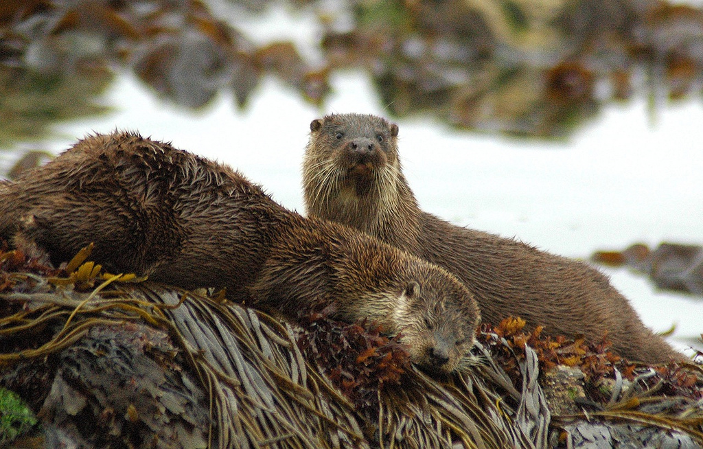 One Otter Plays Lookout As the Other Naps on a Seaweed Bed