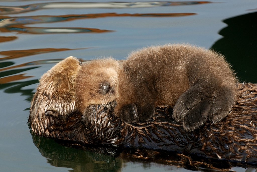 Otter Pup Curls Up on Mum's Belly