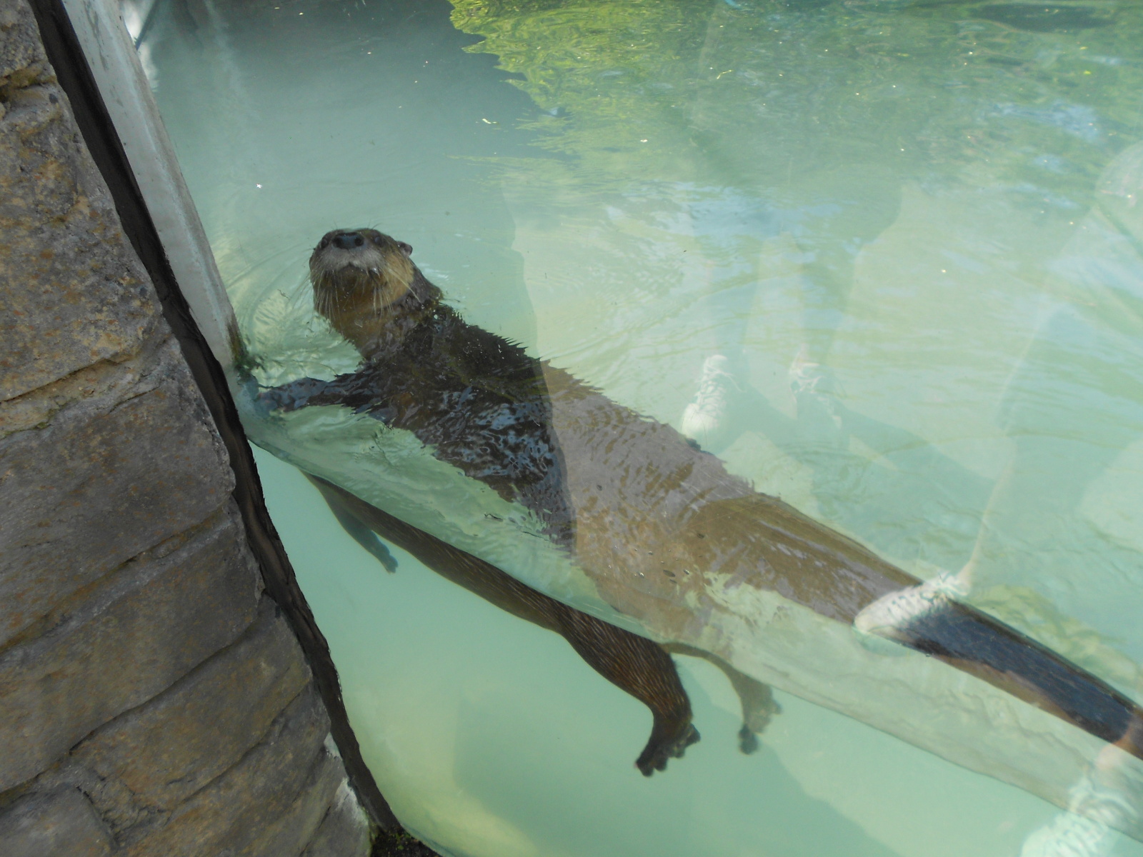 Otter Looks at the Humans Who Are Looking at Him 2