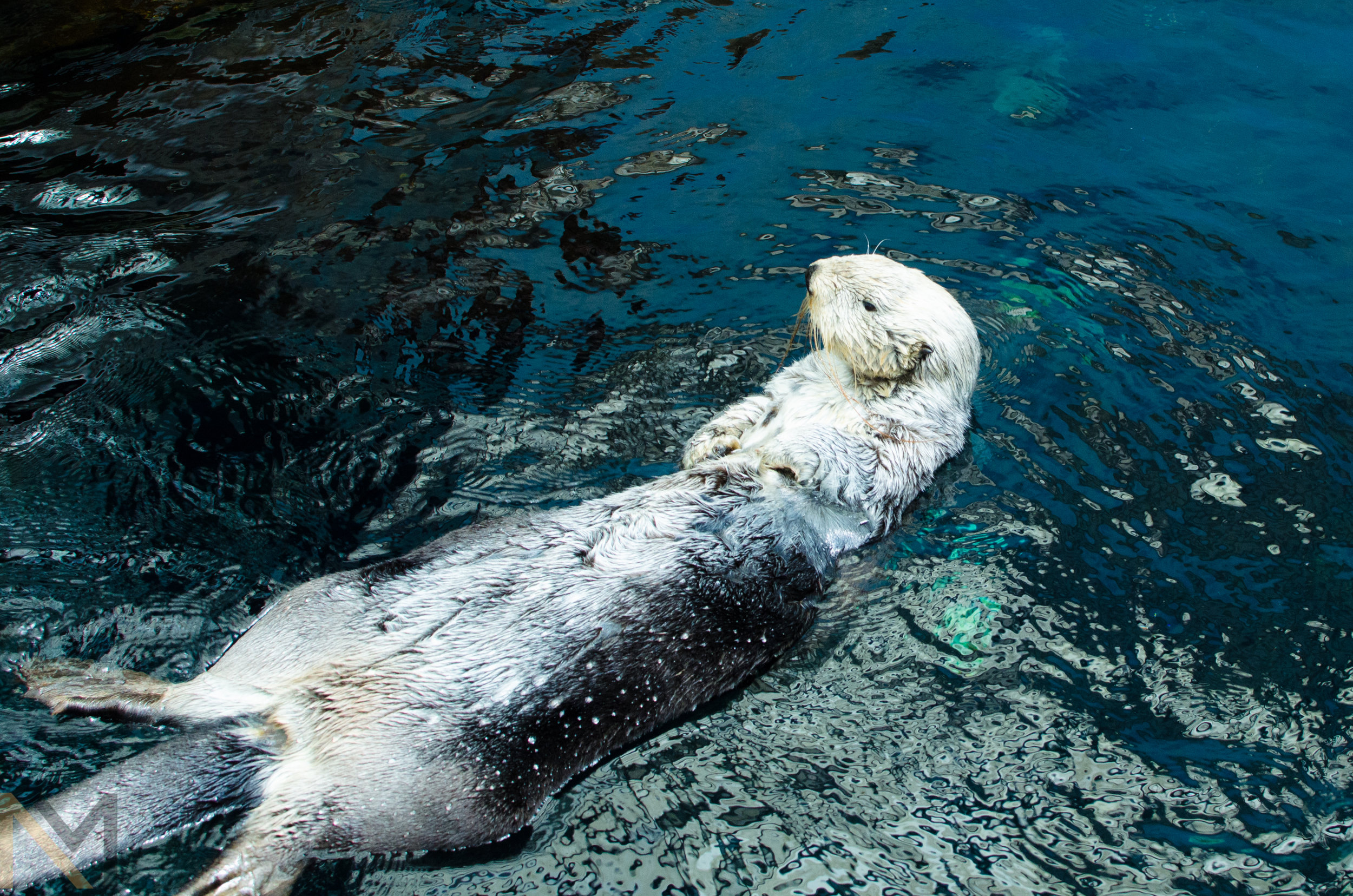 Floating Sea Otter Looks Long