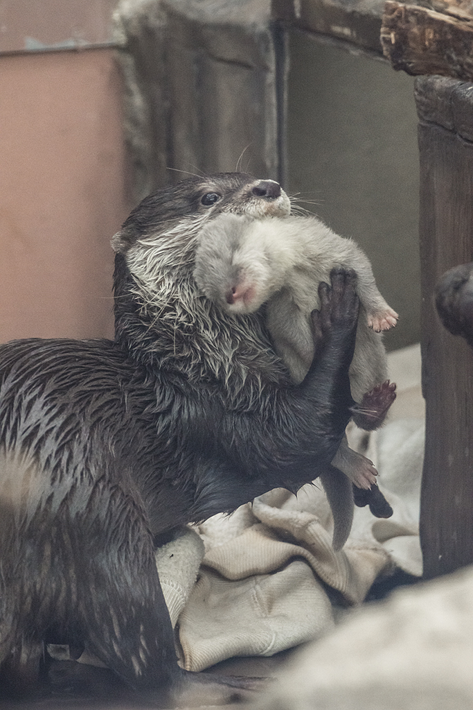 Otter Mum Shows Off Her New Pup at Tokyo's Sunshine Aquarium 1