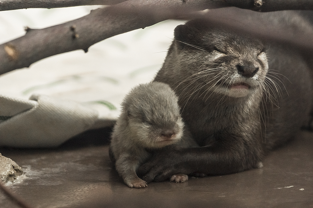 Otter Mum Shows Off Her New Pup at Tokyo's Sunshine Aquarium 3