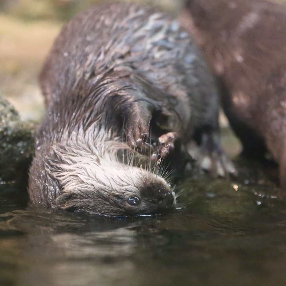 Otter Wants Only the Top of Her Head to Get Wet
