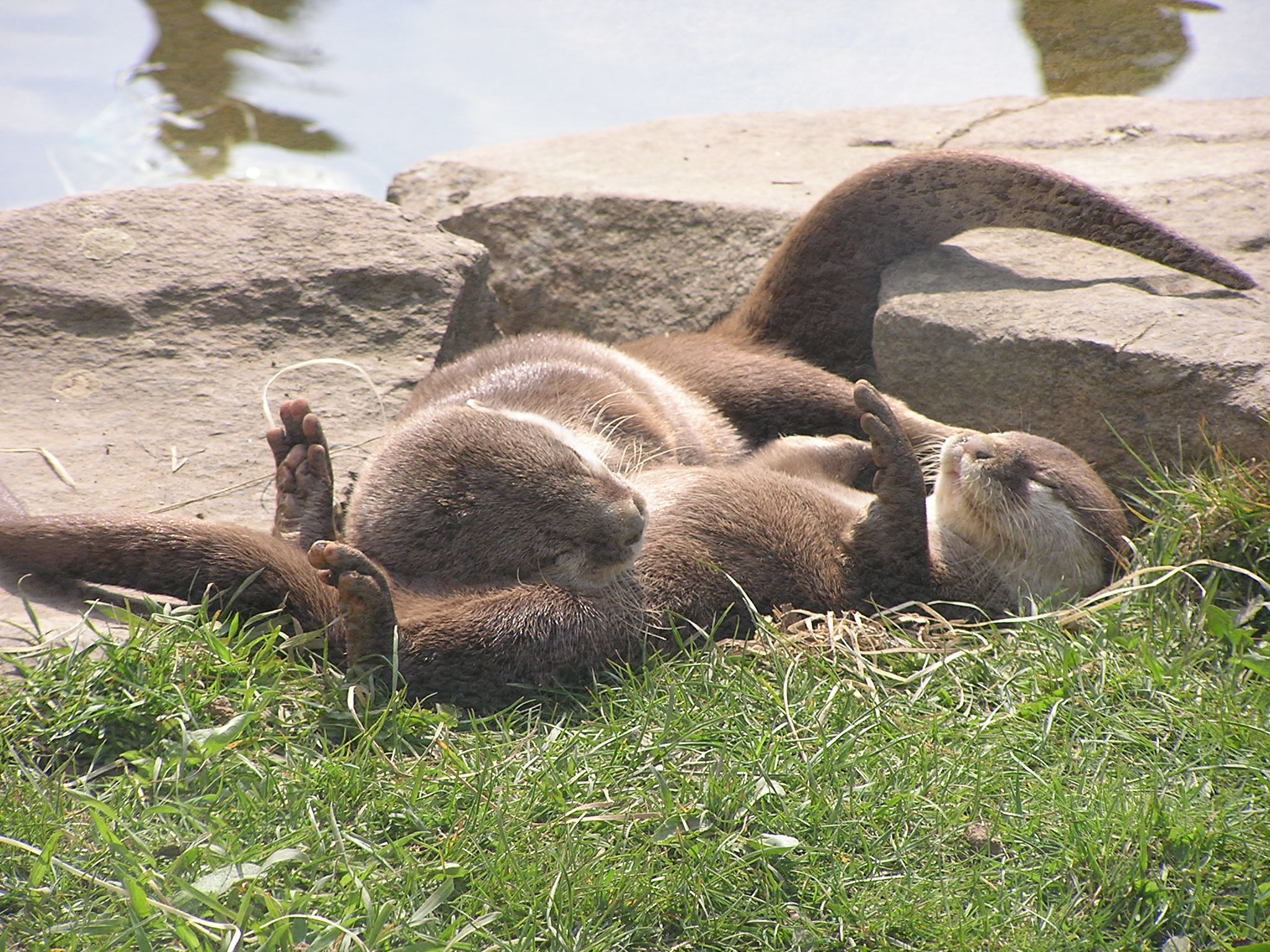 Otters Sunbathe and Nap