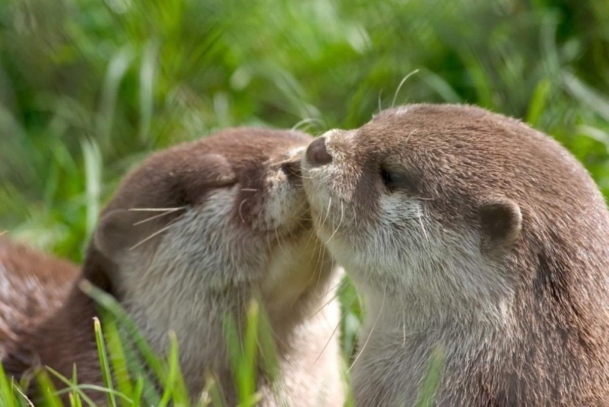 Otters Share a Sweet Kiss