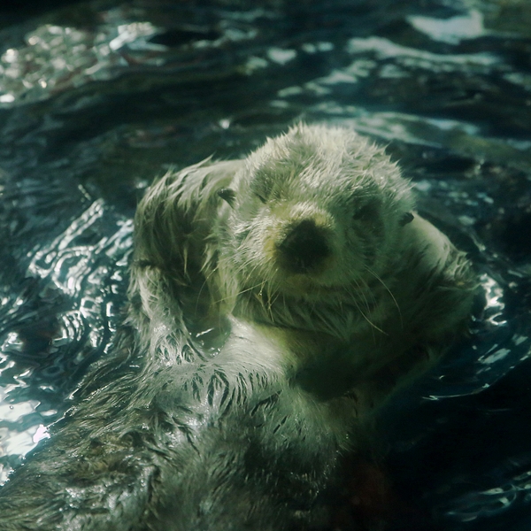 Sea Otter Takes a Cheeky Pose and Winks at the Camera
