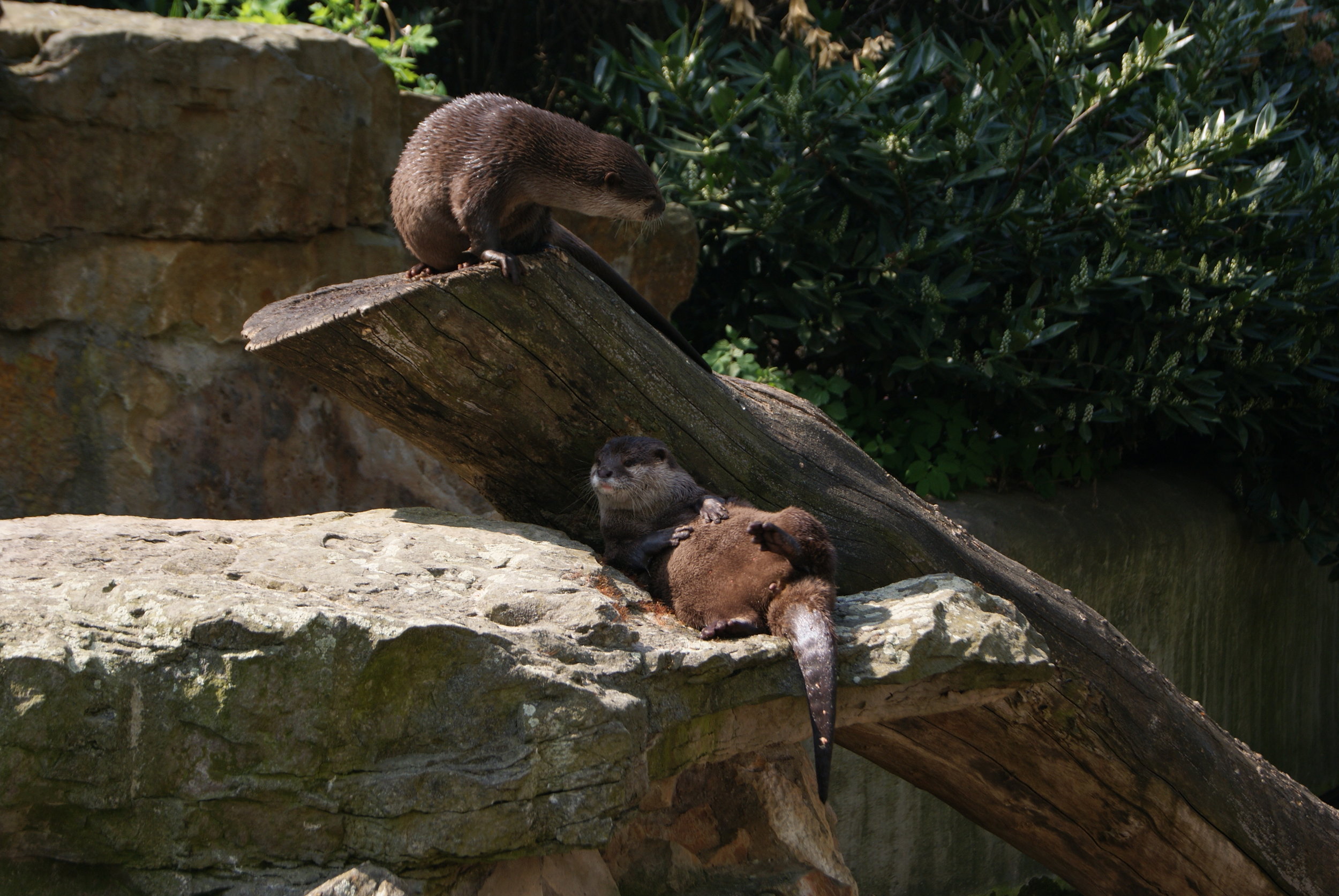 Just Another Day in the Life of Otters: A Bit of Lounging, a Bit of Climbing